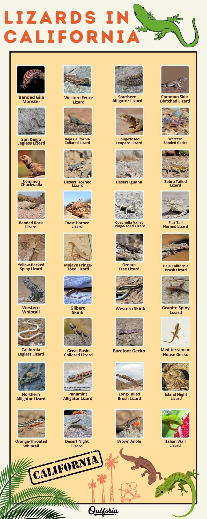 Chart of the Lizards in California complete with Photos and more