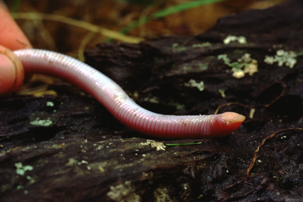 Close up shot of Florida Wormlizard holding by a man