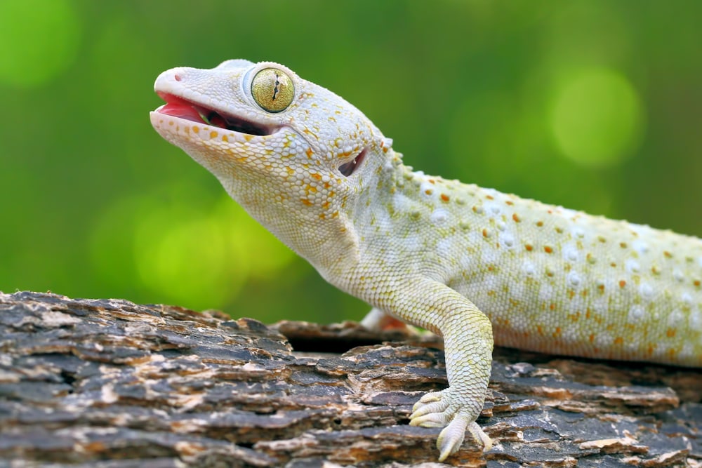 Tokay Gecko in Florida standing on a bark of tree