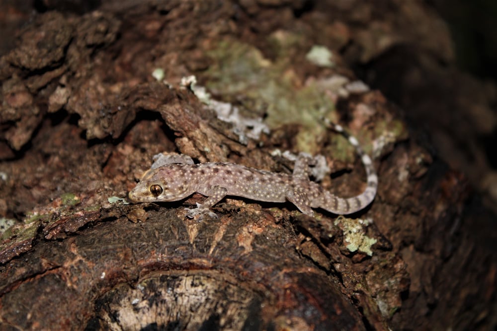 Mediterranean House Gecko in Florida walking through the roots of a tree