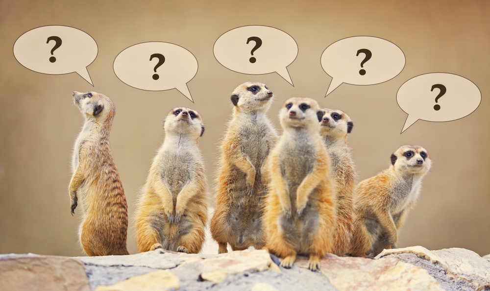 Mongoose with question mark on their head