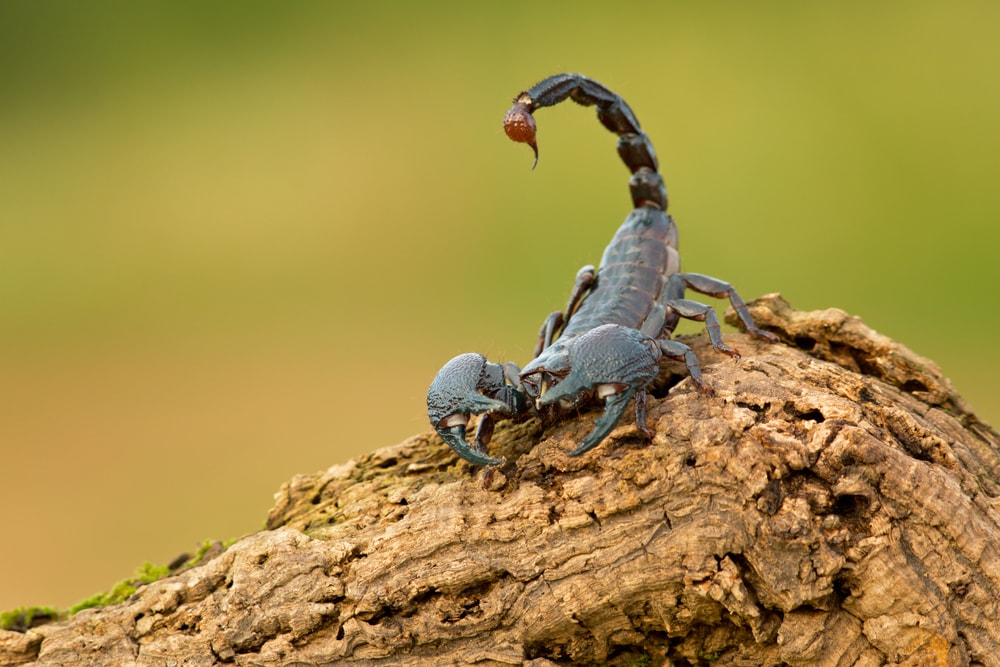 Scorpion flexing its tail on top of a branch of tree