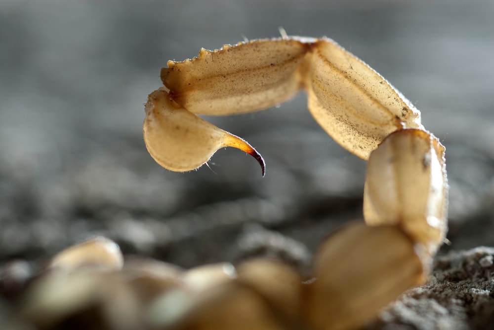 Close up photo of the tail of a scorpion