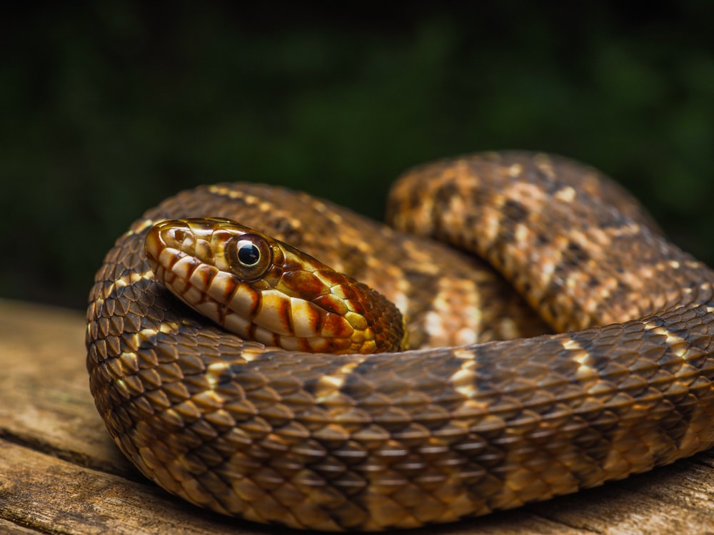 Close up shot of Plain-bellied Watersnake