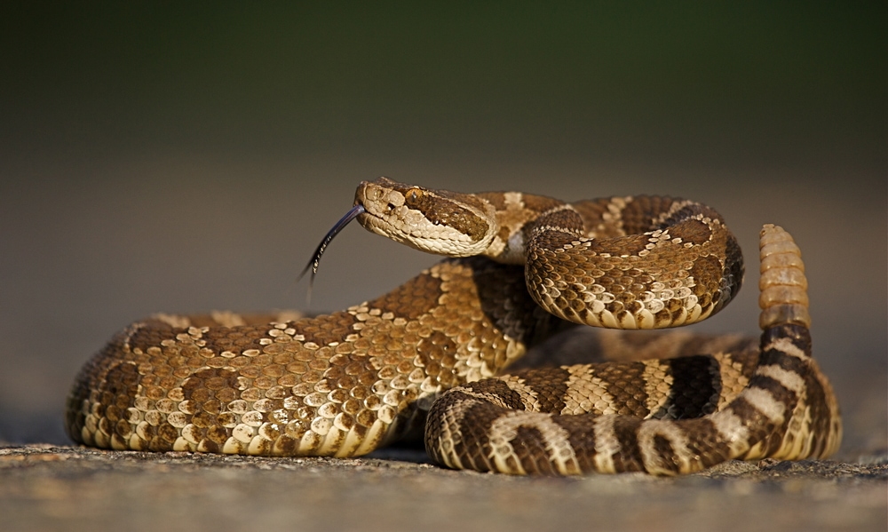 Snake laying down the road compressed