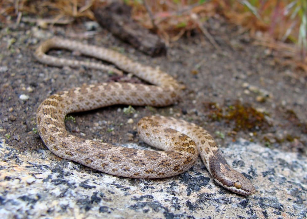 Desert nightsnake moving over soil