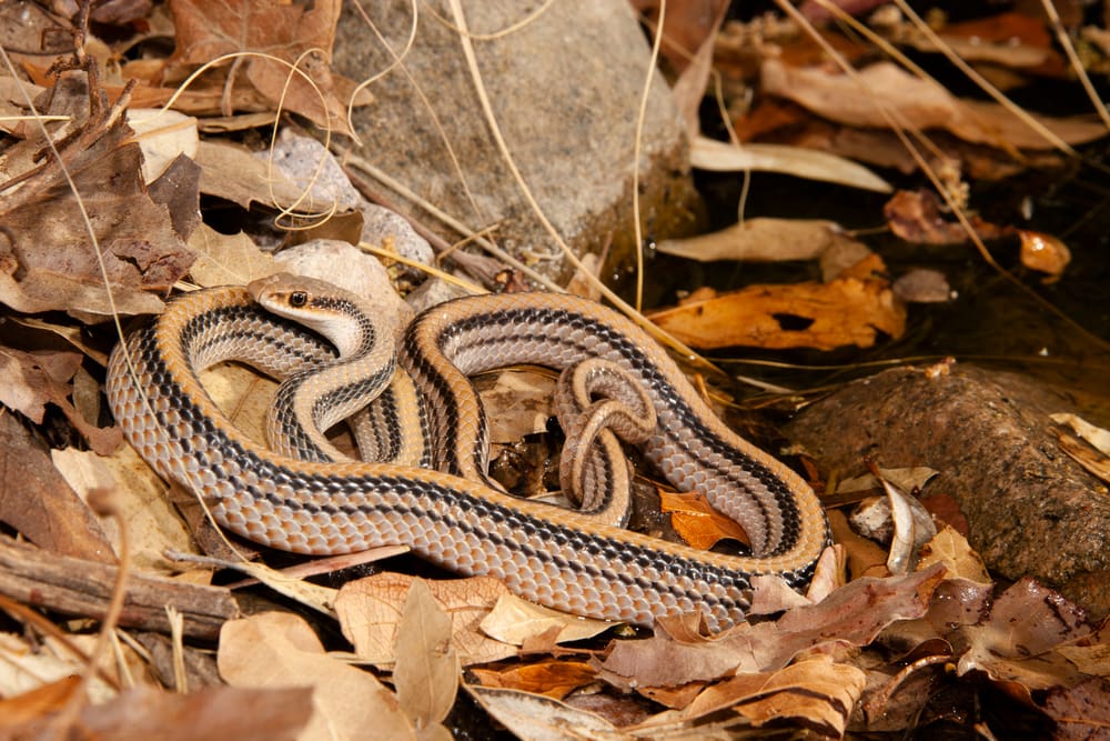 Western patch-nosed snake hidden among dry leaves
