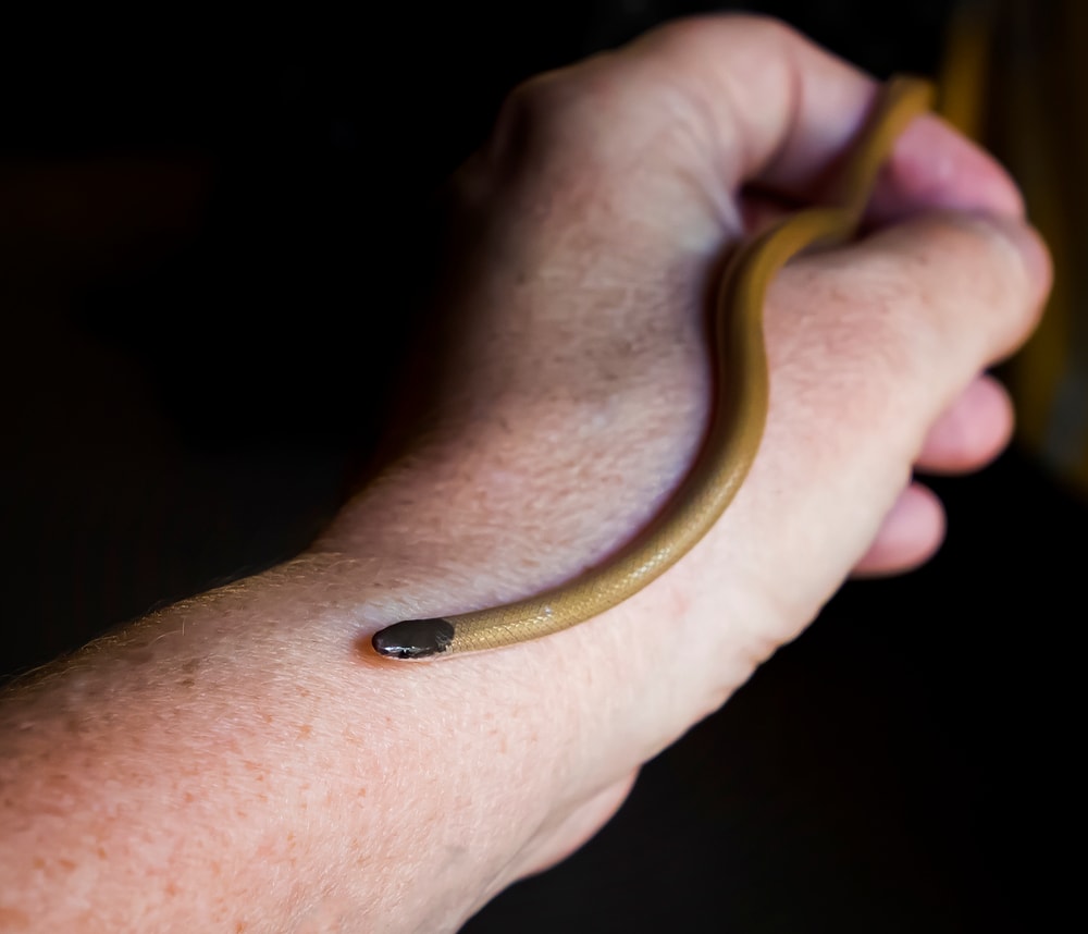 Smith's black-headed snake held carefully for scale