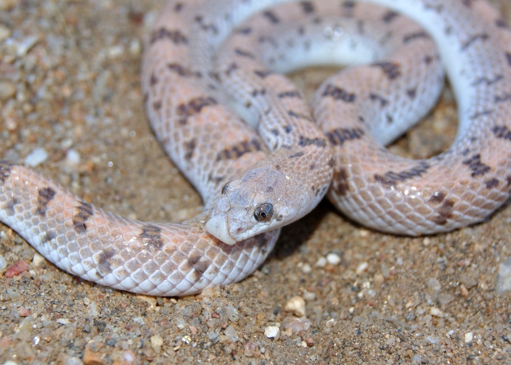 Spotted leaf-nosed snake close-up on sand