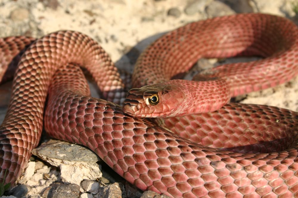 Coachwhip laying on broken stones