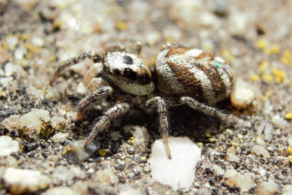 Zebra Back (Salticus scenicus) in Arkansas