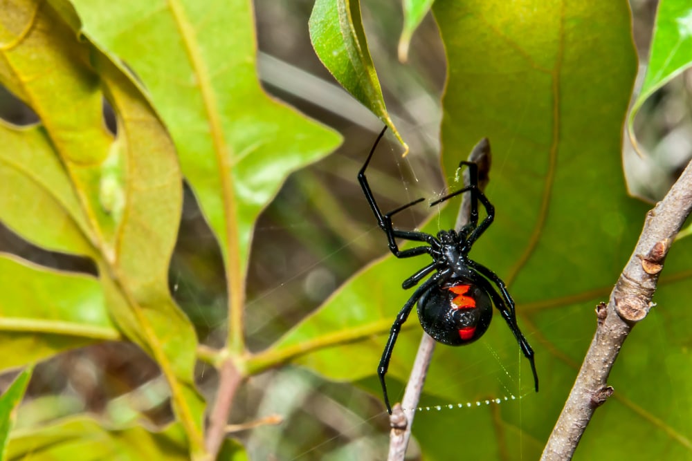 Southern Black Widow (Latrodectus mactans) in Arkansas