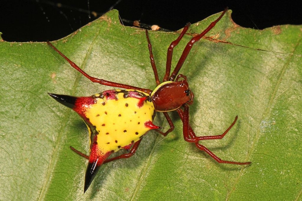 Arrow-Shaped Micrathena (Micrathena sagittata) of Arkansas