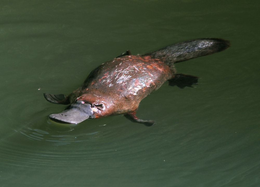 Duck billed platypus swimming in the swamp waters