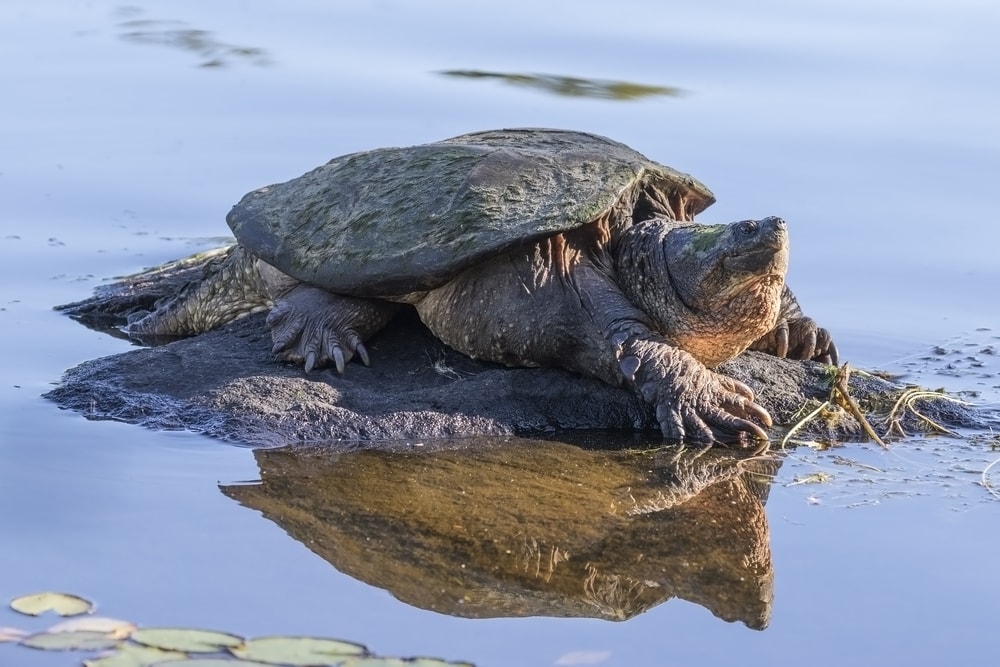 Eastern Snapping Turtle (Chelydra serpentina) alone on a rock