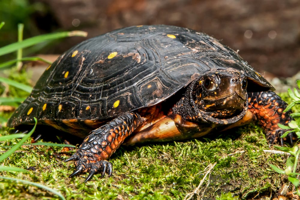 Spotted Turtle (Clemmys guttata) spotted on the ground