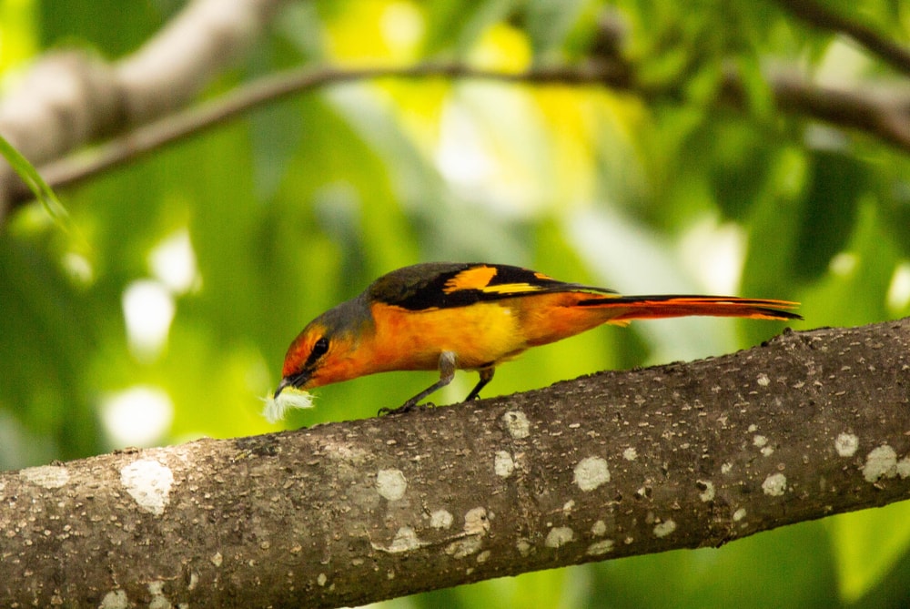 Bullock’s Oriole pecking a wood