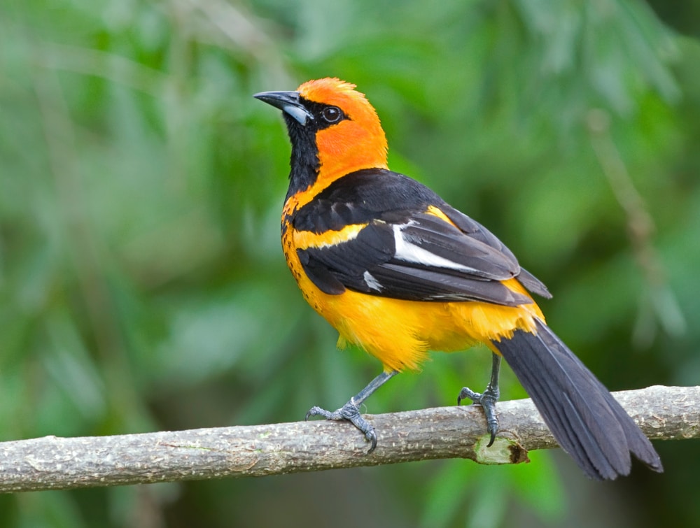 Spot-Breasted Oriole looking back at the camera