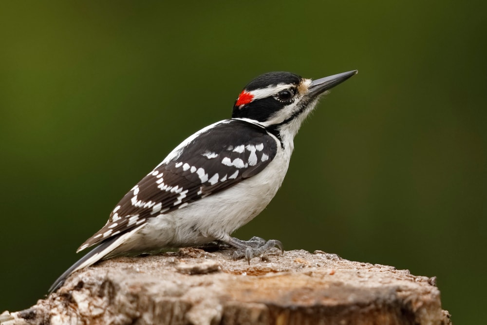 Hairy Woodpecker (Dryobates villosus) in Pennsylvania