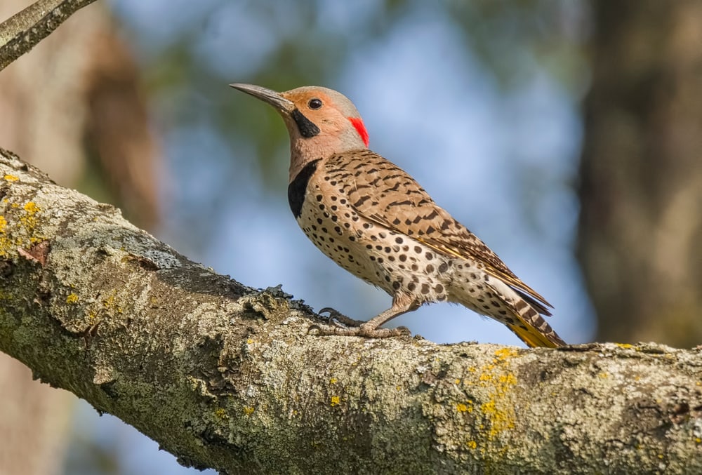 Northern Flicker (Colaptes auratus) in Pennsylvania