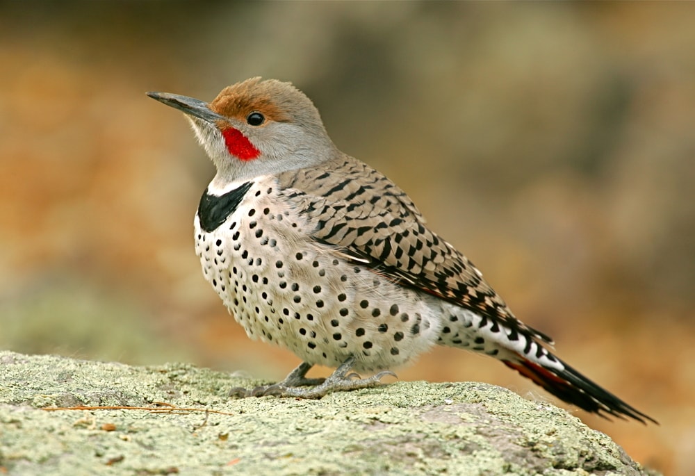 Northern Flicker in Arizona standing on a rock