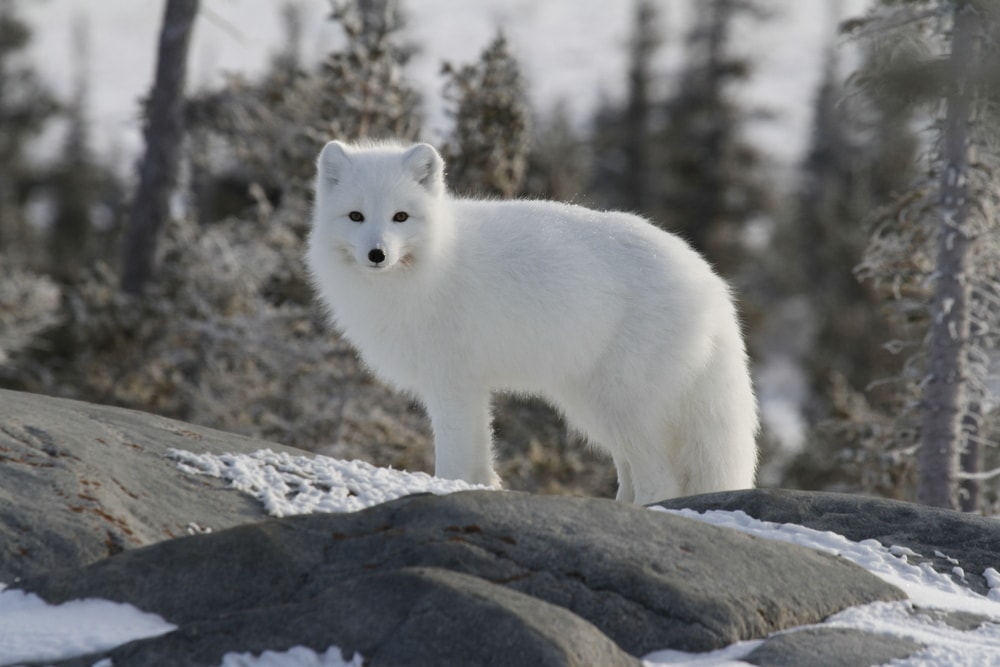 Arctic fox (Vulpes Lagopus) standing on a large rock in a snow forest