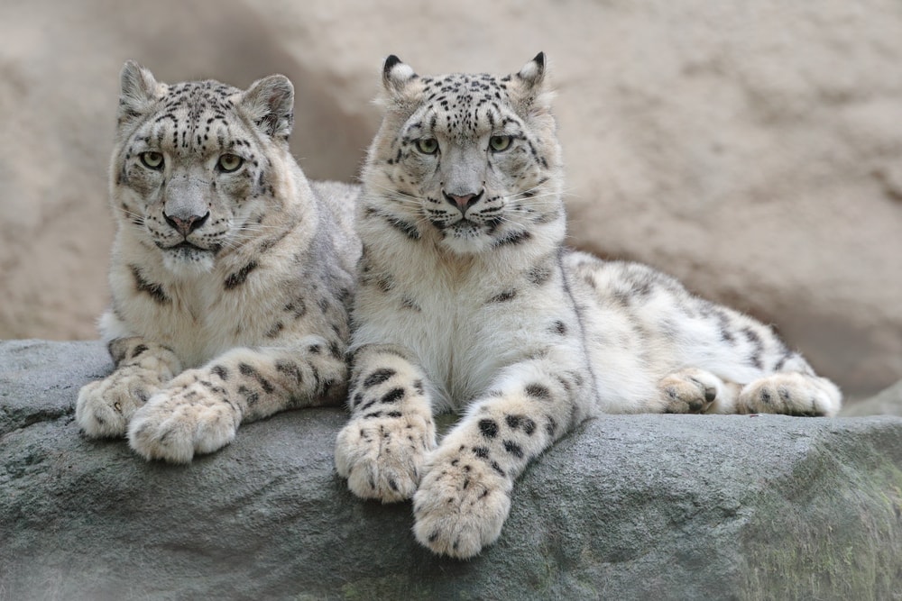 Pair of snow leopards in Hemis National Park, Kashmir, India