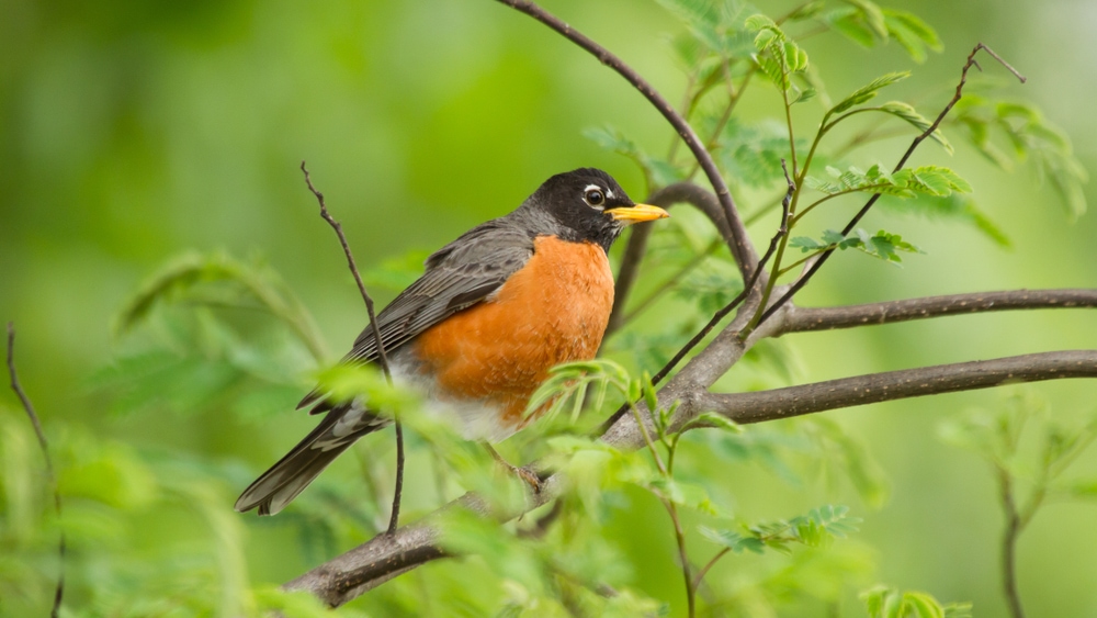 American robin perched on a branch