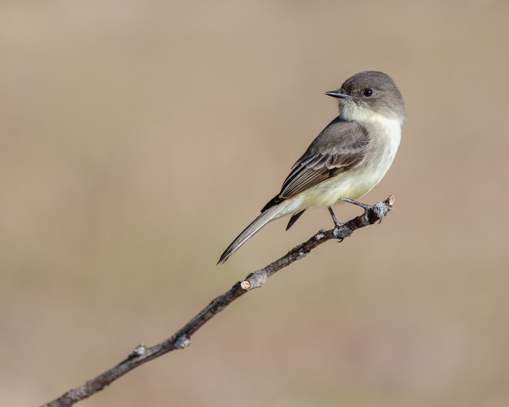 image of an Eastern Phoebe perched on a branch