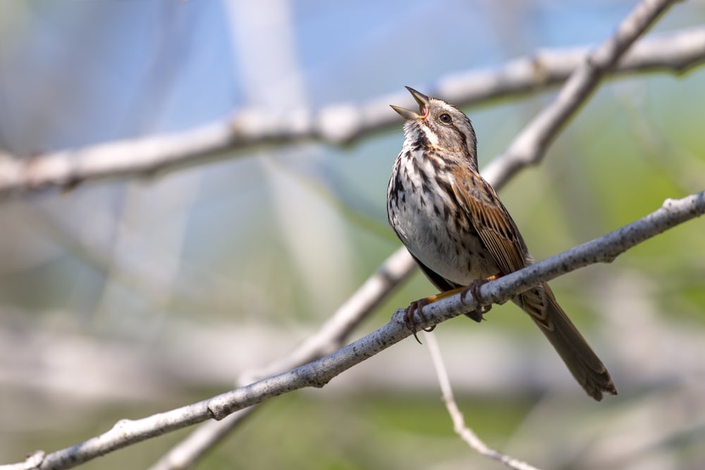 a singing song sparrow perched on a tree branch