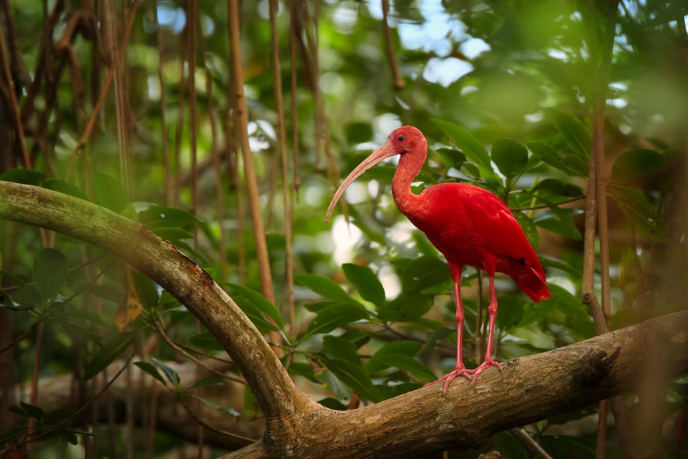 image of a scarlet ibis in a mangrove forest in Trinidad