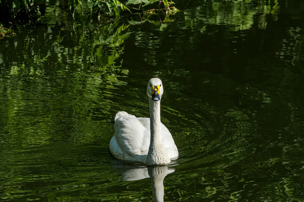 image of Bewick's swan swimming in pond at zoo