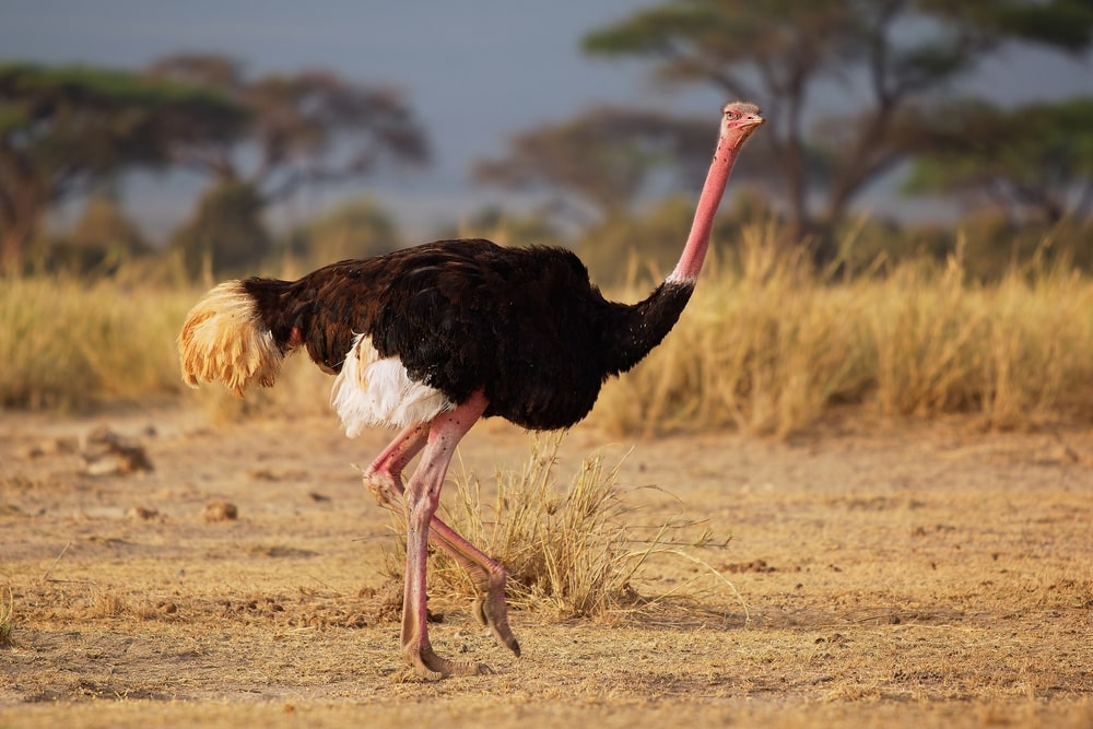image of an ostrich walking on a grassy plains in African savannah