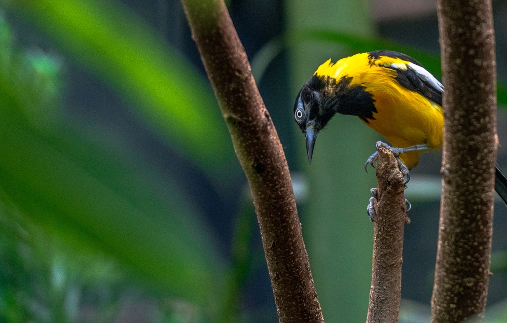 a scott's oriole bird peeping from a tree