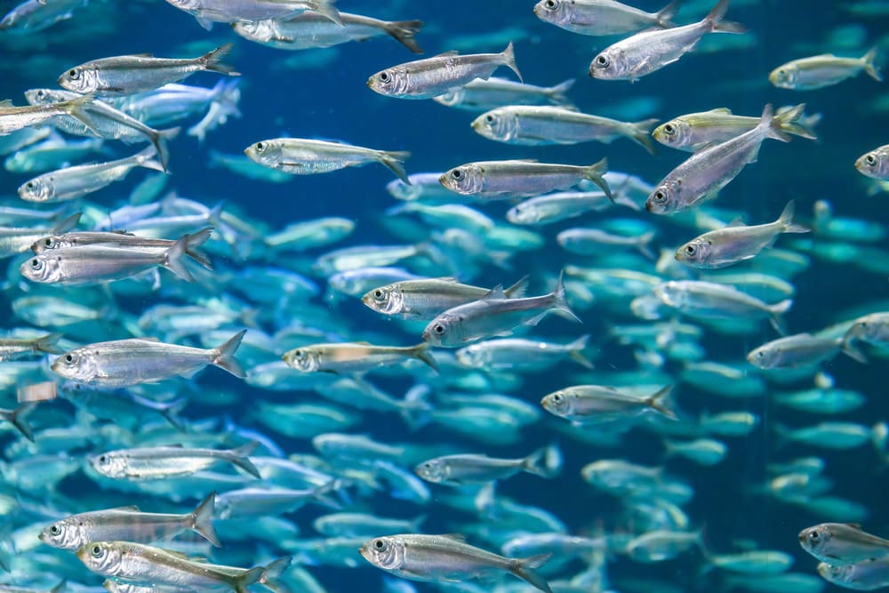 Shoal of alewives in an aquarium tank