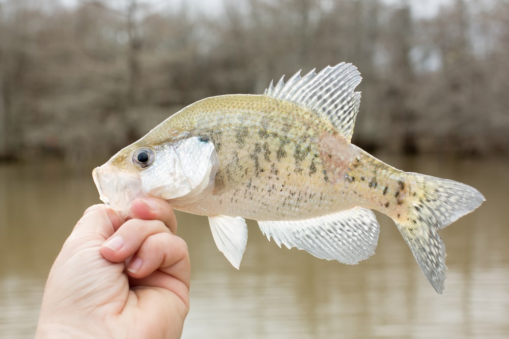 image of a crappie fish held by hand by the lake