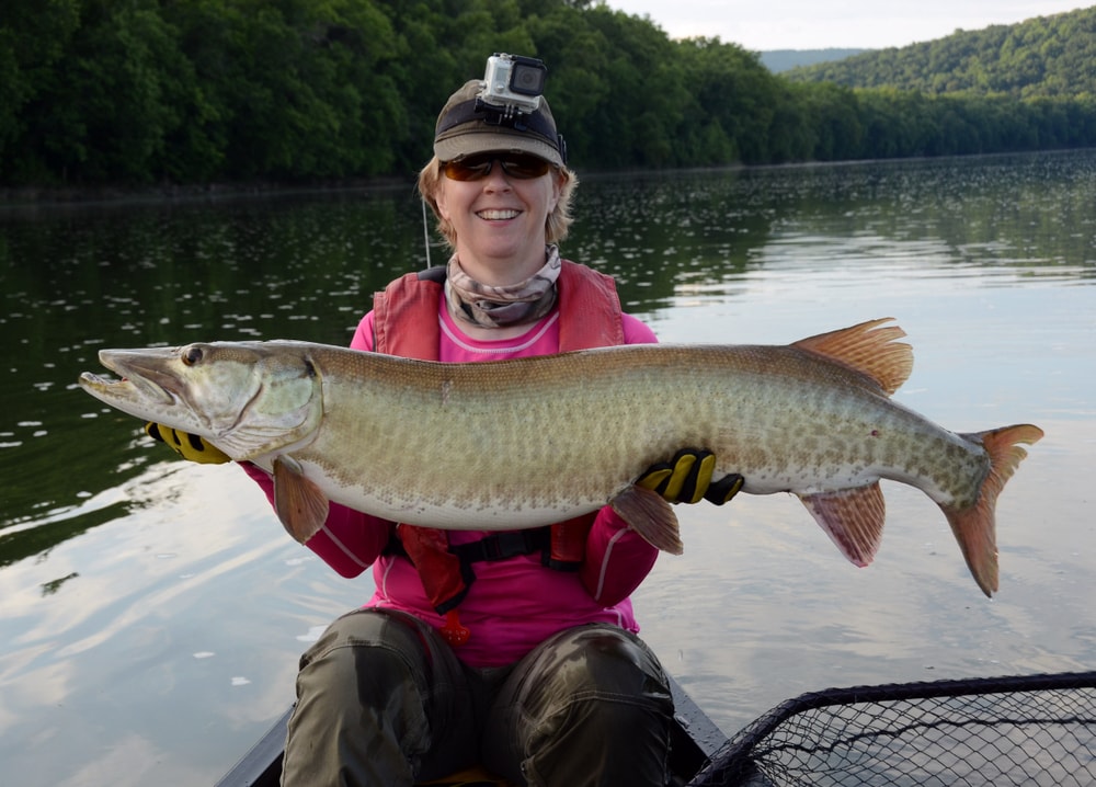 a woman holding a caught large muskellunge or muskies