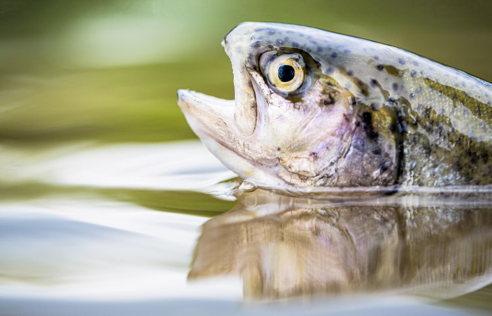 close up shot of a rainbow trout head popping out of water