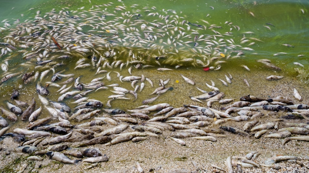 Dead small fish on the shore of the reservoir due to warming