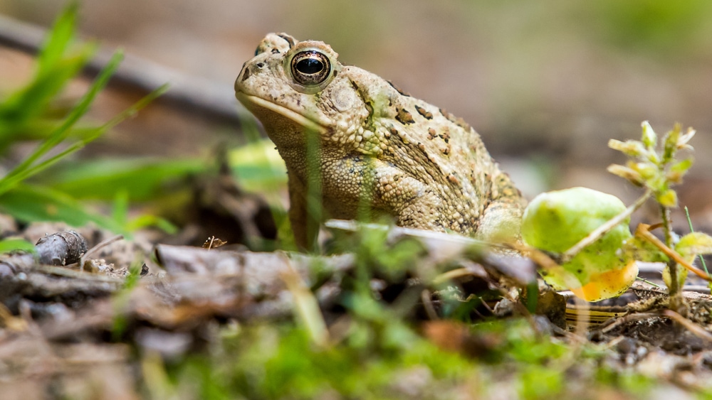 focused image of a fowler's toad on the ground