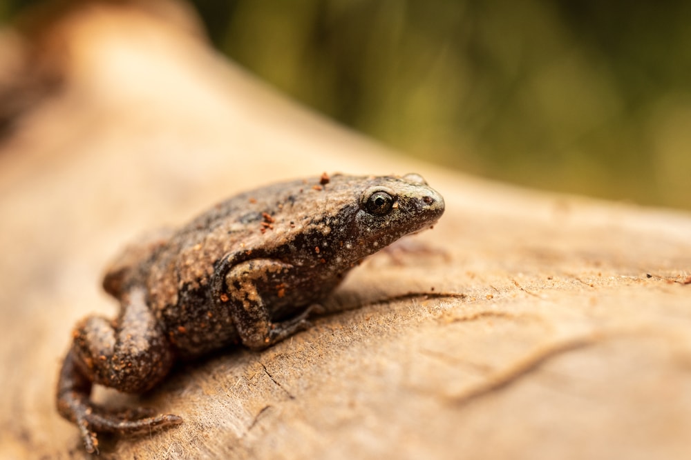 Narrow-mouthed Toad on Log in a nature setting