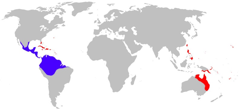 cane toad distribution map