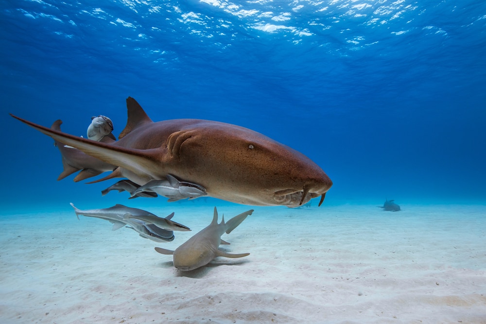 example of ovoviviparous sharks, the nurse shark swimming near the ocean floor
