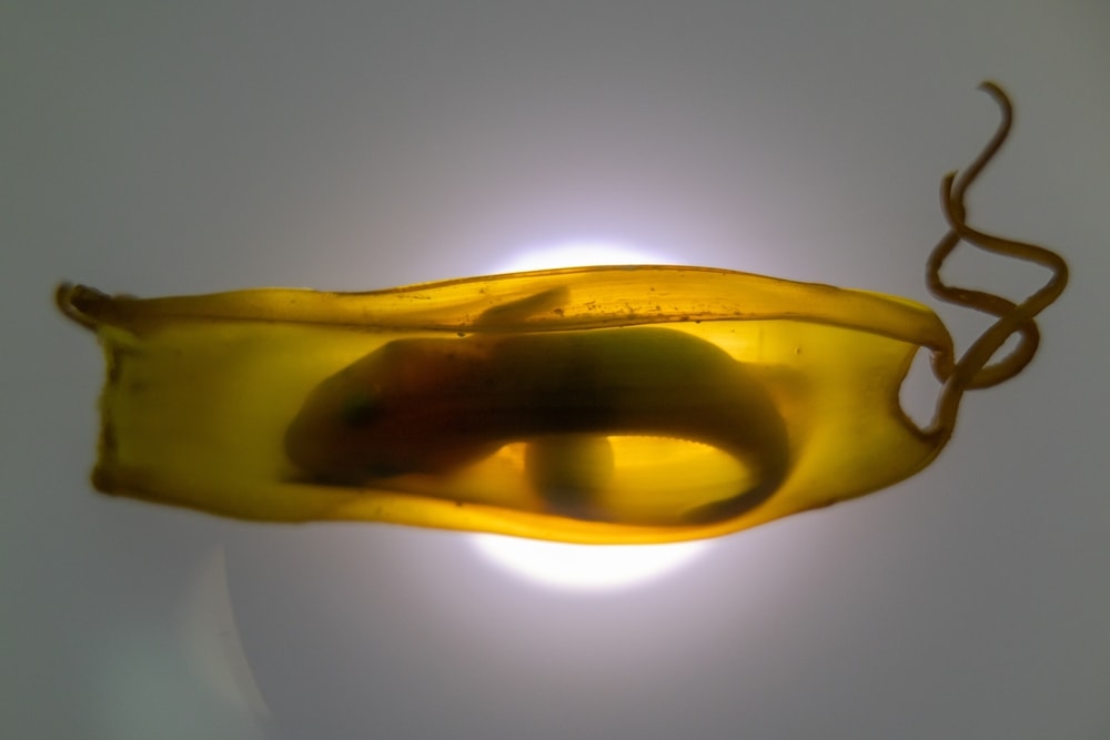 image of a shark egg with shark baby inside visible