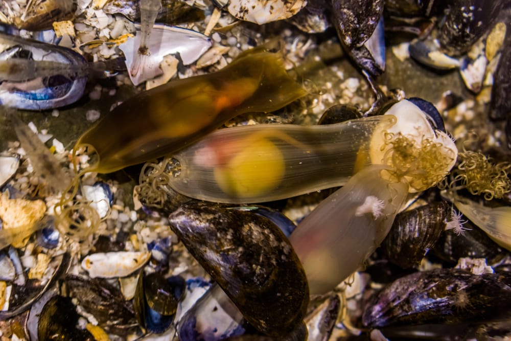 image of shark eggs mermaid purses with a living fetus, growth process of a embryo, fish reproduction