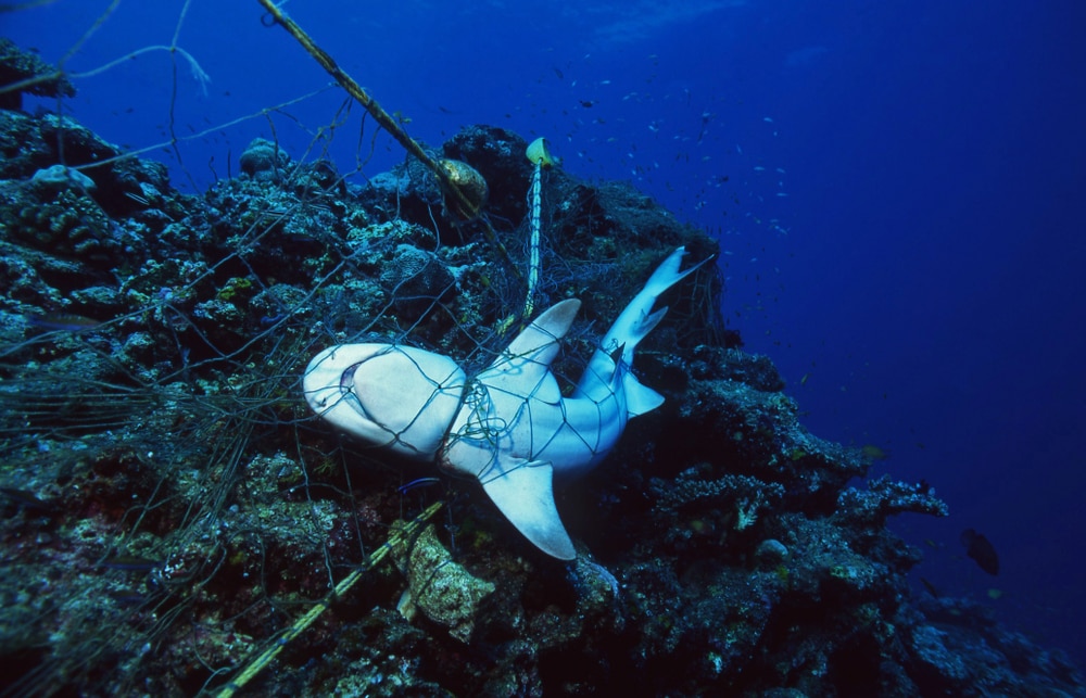 image of a  estrangled shark trapped on a fishing net,