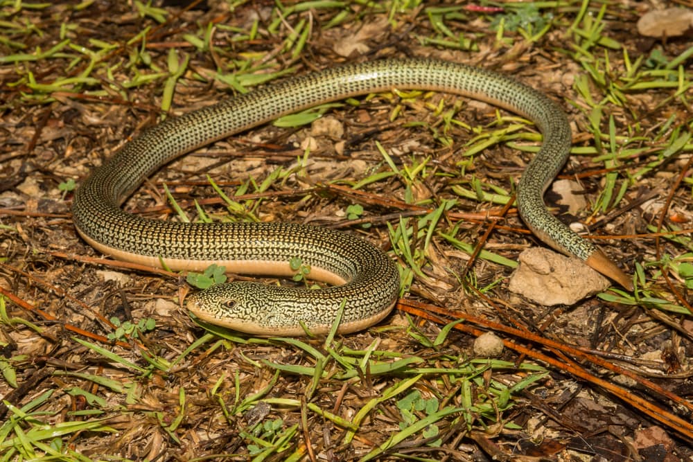 the eastern glass lizard is a limbless and the biggest lizard species in North Carolina