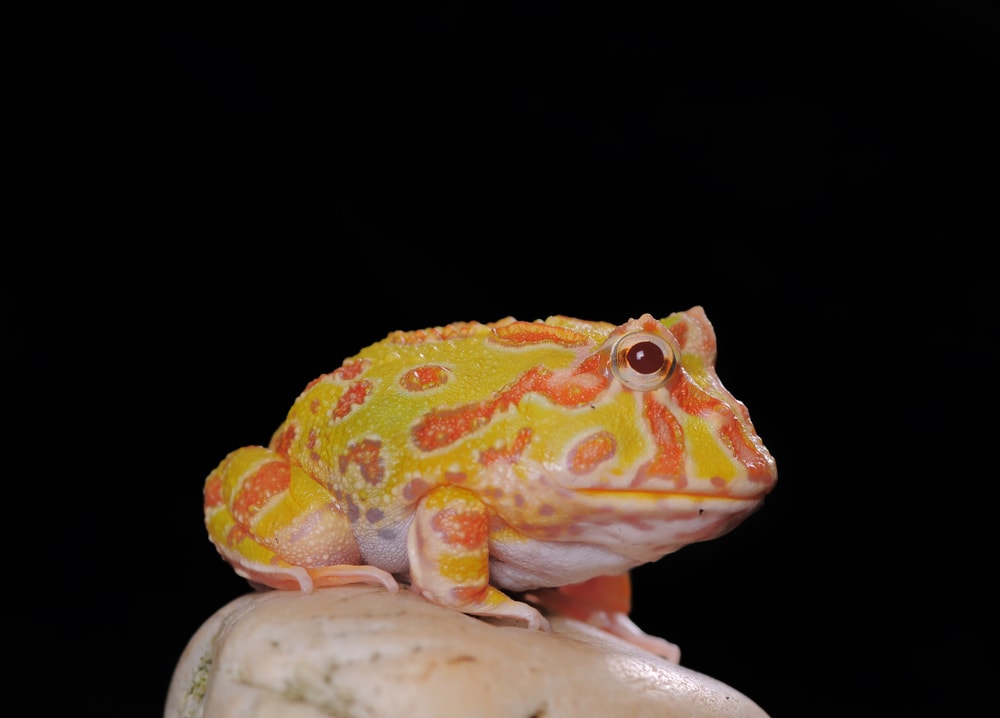 Cranwell's horned frog (Ceratophrys cranwelli), also called the Chacoan horned frog on a black background