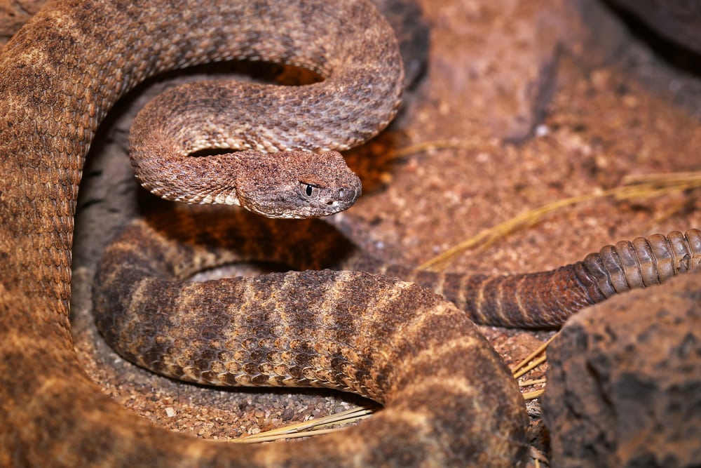A Tiger Rattlesnake (Crotalus tigris) rattles and flicks tongue in Arizona, USA. 