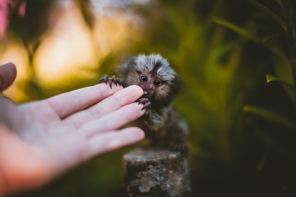 image of a young common marmoset nibbling on a finger.